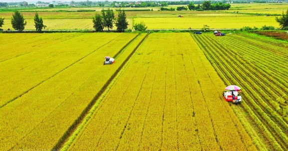 Kể từ nay, sẽ có quy định diện tích tối thiểu khi tách thửa đất nông nghiệp