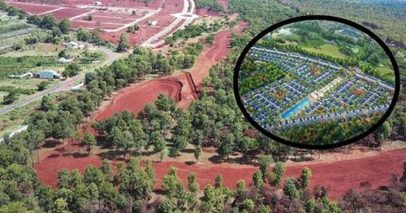 Số phận long đong của rừng thông hàng nghìn cây trong dự án sân golf giữa đại ngàn của chủ đầu tư lừng lẫy một thời