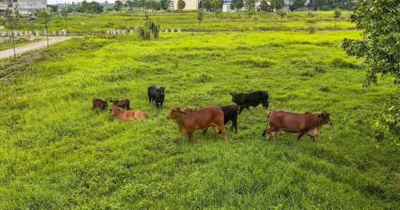 Bắc Ninh: Bò thả rông trong khu đô thị Thuận Thành III sau nhiều năm chậm tiến độ