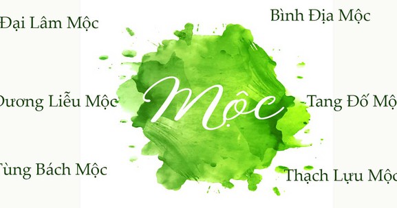 Tùng Bách Mộc là gì? Tại sao đây là mệnh Mộc mạnh nhất?