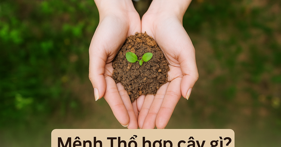 Mệnh Thổ hợp cây gì? Top 10 cây phong thủy mang lại may mắn và thịnh vượng cho người mệnh Thổ