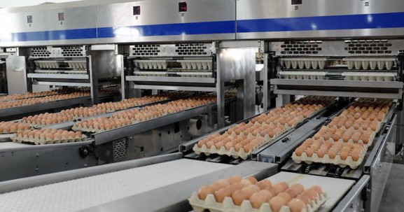 Nông nghiệp Hòa Phát xuất bán hơn 110.000 con heo và 86.000 tấn thức ăn chăn nuôi trong quý I/2026