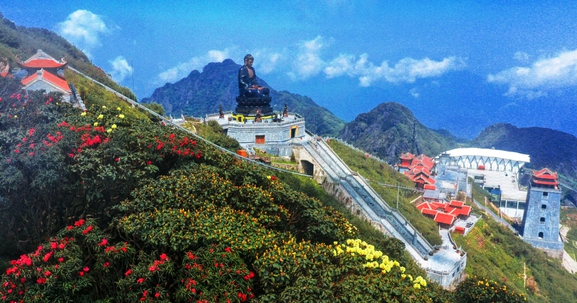 Ngỡ ngàng sắc hồng Anh đào kép phủ kín Fansipan tháng 4