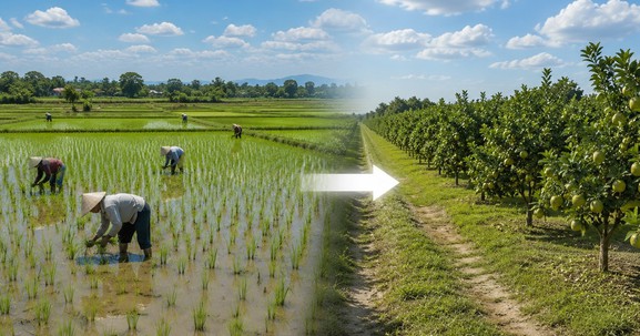 Từ giờ, có thể bị phạt 30 triệu đồng nếu tự ý chuyển đất trồng lúa sang đất trồng cây lâu năm