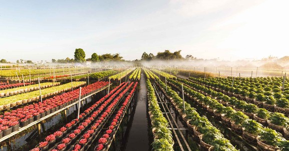 Đồng Tháp: Nông dân làng hoa Sa Đéc bỏ tiền túi làm du lịch