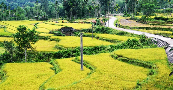 Chuyển đổi mục đích sử dụng 76ha đất nông nghiệp ở Bình Định