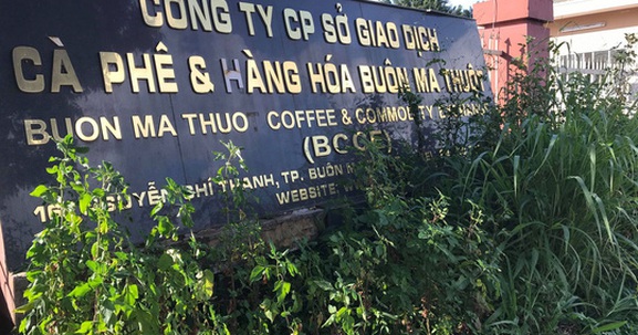 Đấu giá Sàn Giao dịch cà phê Buôn Ma Thuột