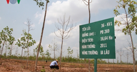 Gia Lai: Xin chuyển đổi mục đích sử dụng 12.000 ha đất cây cao su chết yểu