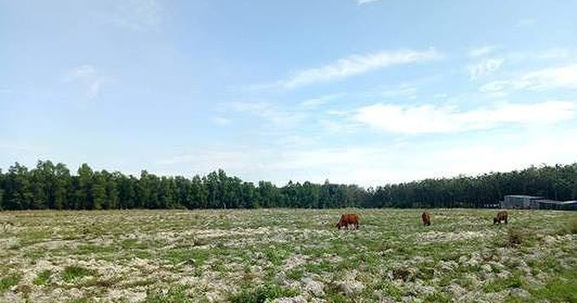 Hàng loạt dự án ở Bình Dương dừng bán 'lúa non' chờ xử lý