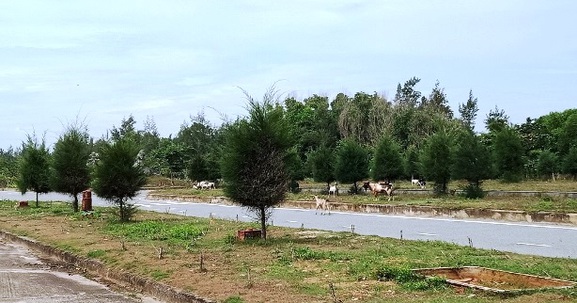 Quảng Ngãi: Khu du lịch 8.000 tỷ bỏ hoang, gây lãng phí đất