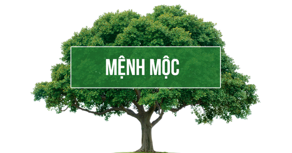 Mệnh Mộc hợp màu gì và không hợp màu gì năm 2023?