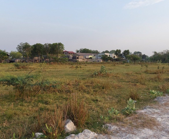 Người đàn ông mua đất trồng cây bị cả xóm cười chê, một năm sau nhận về số tiền bạc tỷ