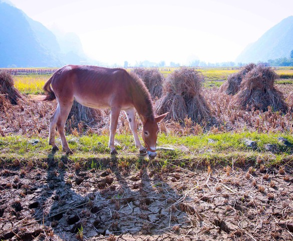 Photo Travel: Bầy la trên những thửa ruộng biên viễn Cao Bằng