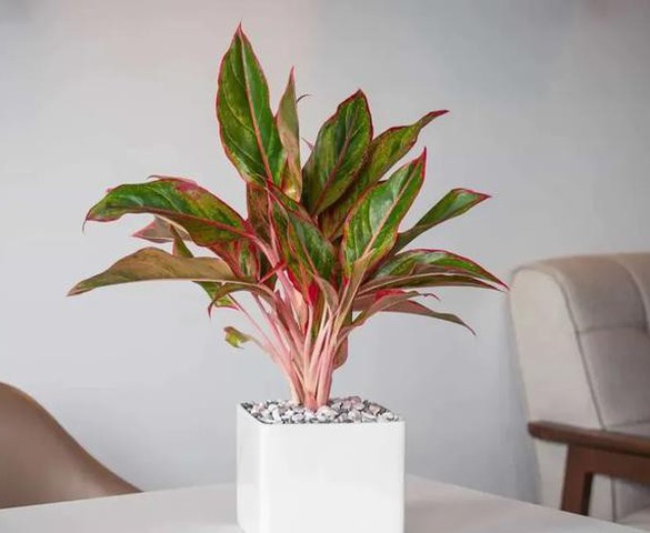 Cây Phú Quý hợp mệnh gì? Ai nên trồng để rước lộc vào nhà?