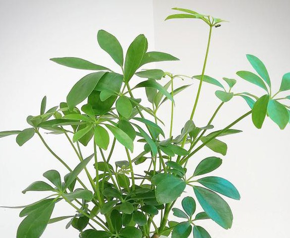 Cây ngũ gia bì hợp mệnh gì? Nên trồng ở đâu trong nhà là tốt theo phong thủy?