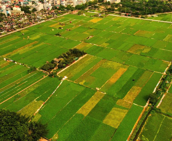 Gia hạn miễn thuế đất nông nghiệp đến hết năm 2030