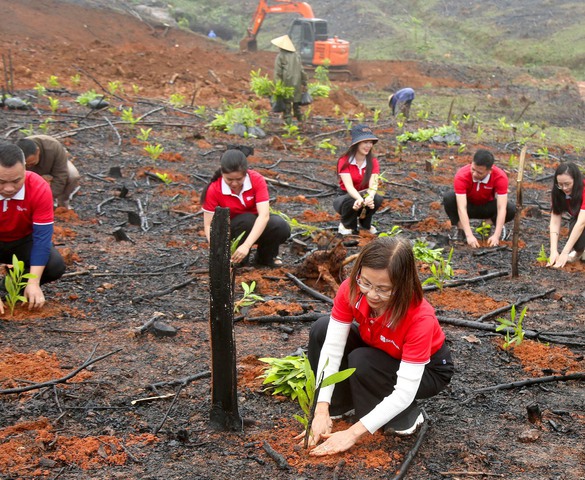 SeABank hỗ trợ trồng gần 671 nghìn cây xanh tại Hà Tĩnh, vượt mục tiêu 1 triệu cây xanh