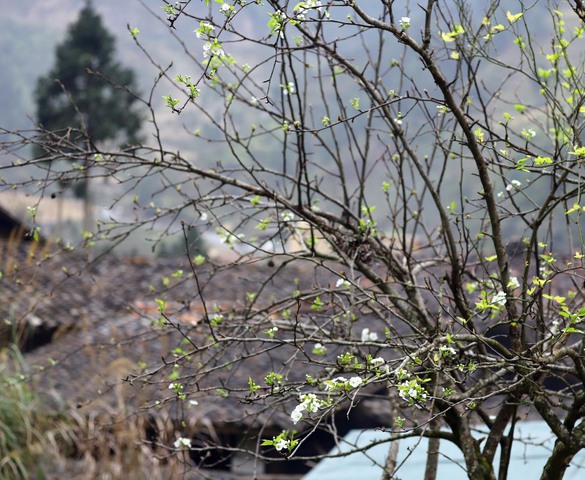 Photo Travel: Lũng Cẩm, ngôi làng cổ giữa miền đá xám