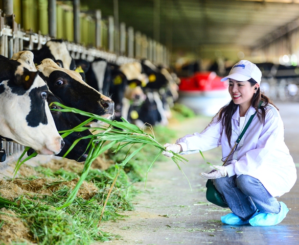 Trang trại Vinamilk Green Farm dưới lăng kính phát triển bền vững có gì đặc biệt?