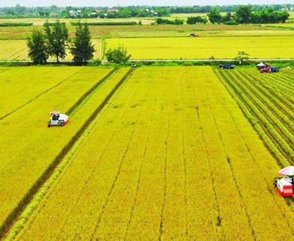 Nghị quyết 216/2025/QH15 kéo dài thời hạn miễn thuế sử dụng đất nông nghiệp