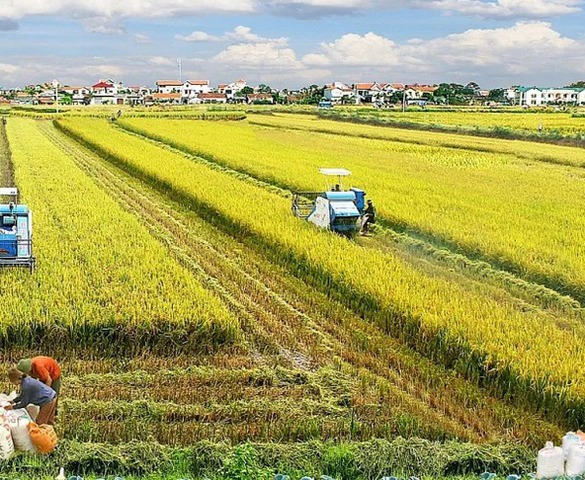 Từ 1/1/2026, nhiều đối tượng được miễn thuế sử dụng đất nông nghiệp thêm 5 năm