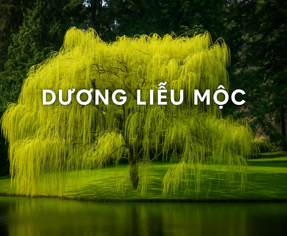 Dương Liễu Mộc: Những điều cần biết để thu hút may mắn và tài lộc