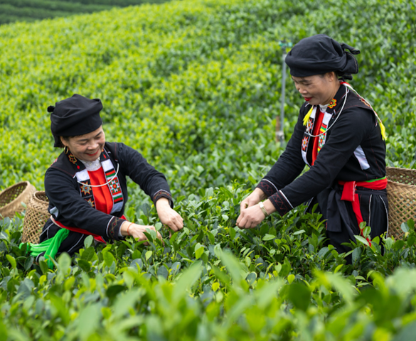 Thái Nguyên: Từ thủ phủ công nghiệp đến điểm sáng du lịch xanh trên bản đồ quốc tế