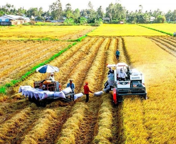 Loạt quy định mới về đất trồng lúa, người dân cần đặc biệt lưu ý