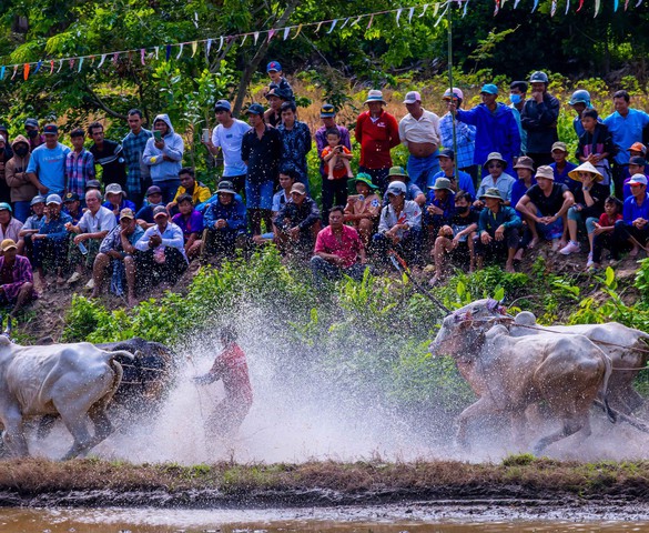 Photo Travel: Đua bò chùa Rô, khi ruộng đồng hóa đường đua sôi động