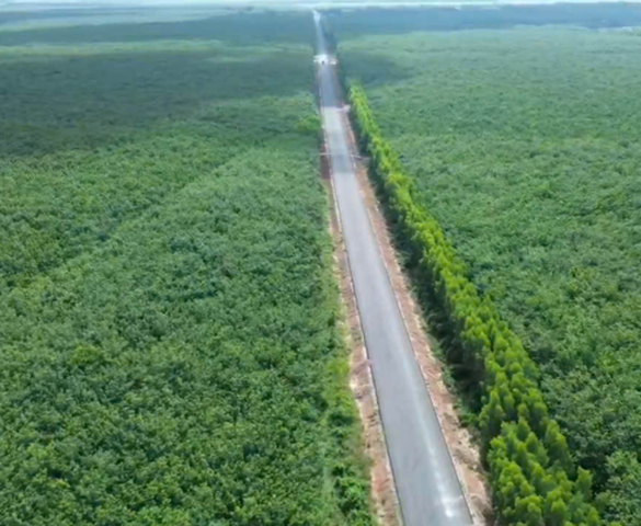 Con đường xuyên rừng cao su tại thành phố giàu nhất Việt Nam: Gặp khó khăn, phải lùi kế hoạch thông xe nửa năm