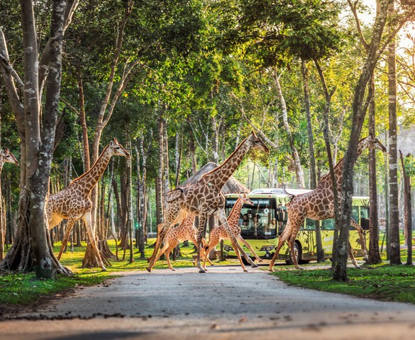 Những hành khách đặc biệt, bay chuyên cơ tới Safari giữ "kỷ lục kép" của Vinpearl giờ ra sao?
