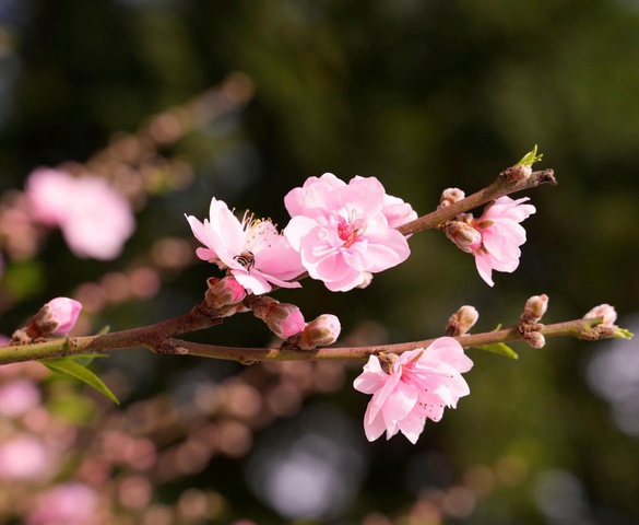 Nghe dịch chuyển giữa mùa xuân mới