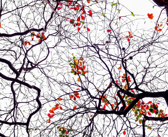 Hà Nội - Khúc giao mùa