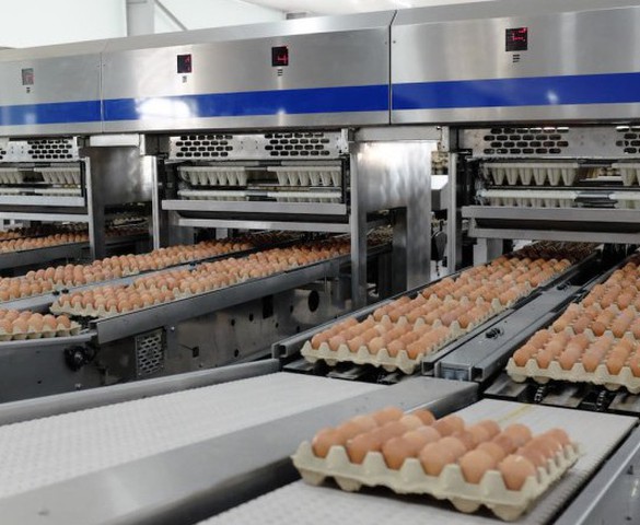 Nông nghiệp Hòa Phát xuất bán hơn 110.000 con heo và 86.000 tấn thức ăn chăn nuôi trong quý I/2026