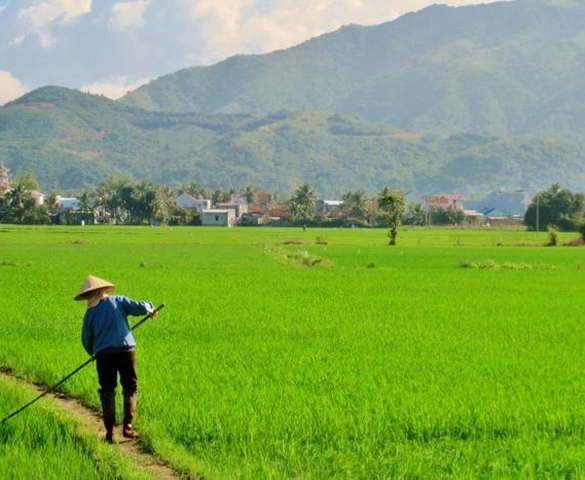 Từ giờ, chuyển đất lúa sang mục đích khác phải đáp ứng loạt điều kiện chặt chẽ