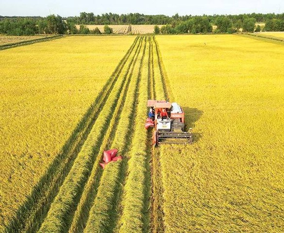 Trong vòng 5 năm tới, Việt Nam dự kiến giảm hơn 1 triệu ha đất nông nghiệp