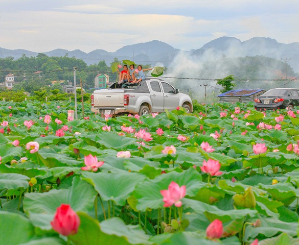 Ngát hương sen nơi “đất mũi” Thủ đô