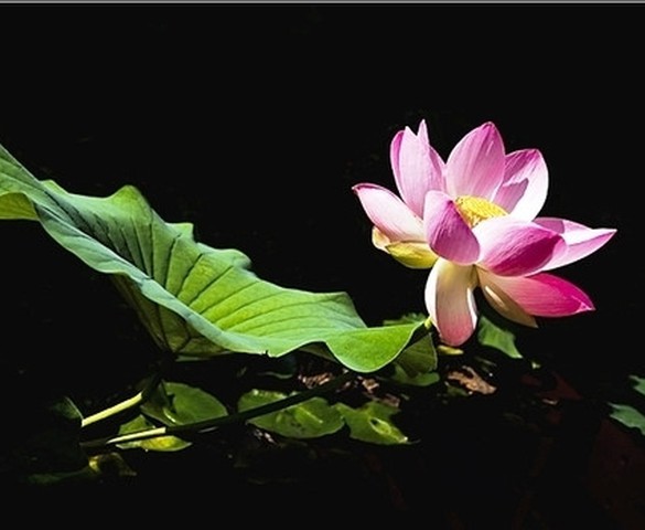 Nhớ mẹ mùa vu lan