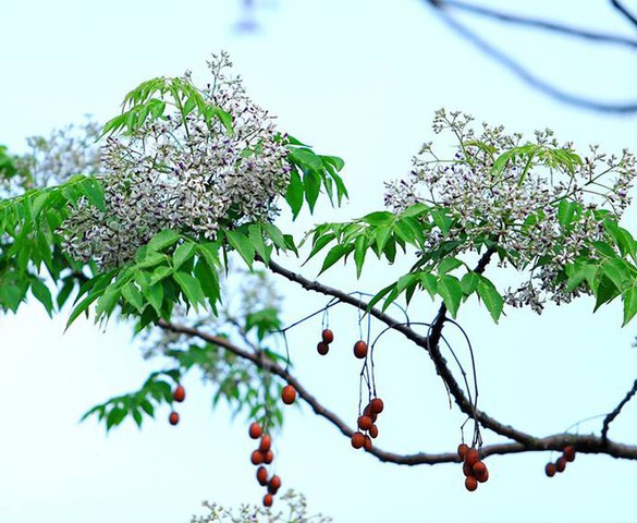 Đường quê hoa xoan còn buông tím