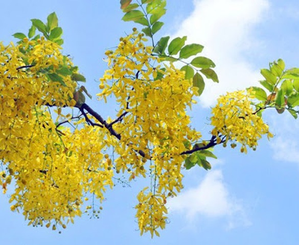 Dự báo thời tiết ngày 13/6/2020: Hà Nội ngày nắng, đêm có mưa