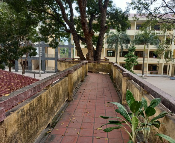 Bóng cây sân trường
