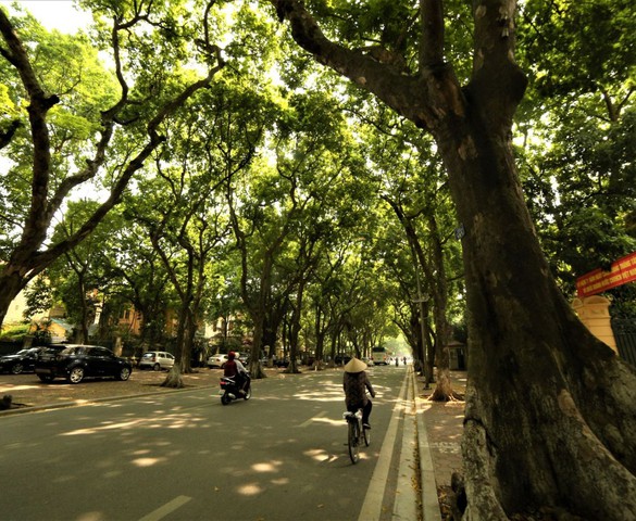 Sấu ơi...