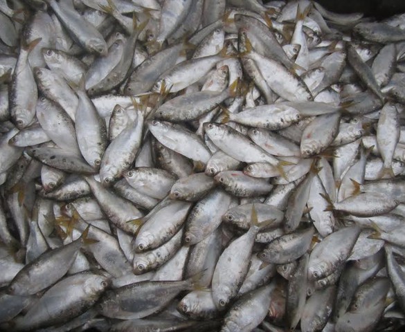 Miếu mòi