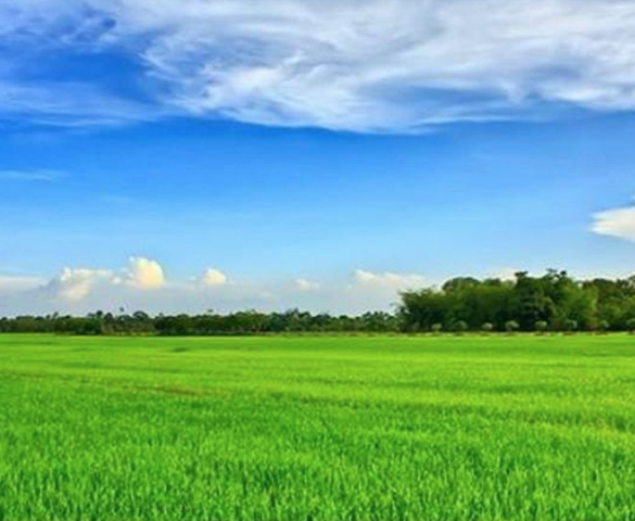 Hoa khởi trinh