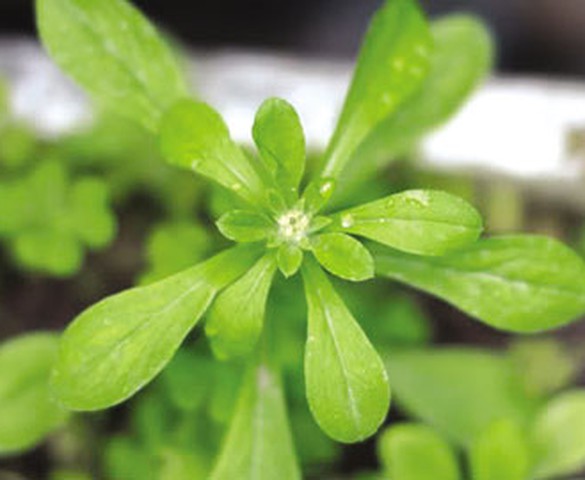 Rau khúc nếp