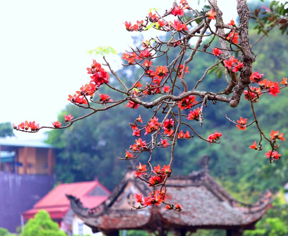 Cây gạo gù