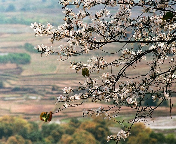 Gặp lại Cà Hoa