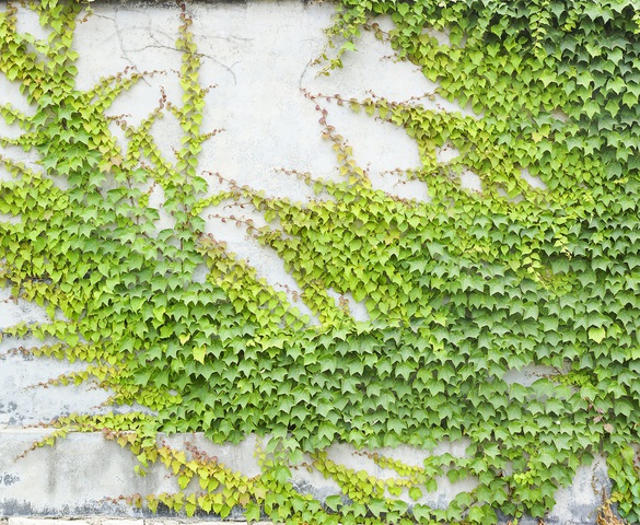 Nhìn một cái cây