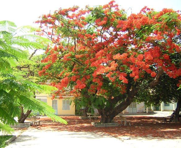 Chuyện những cái cây sân trường