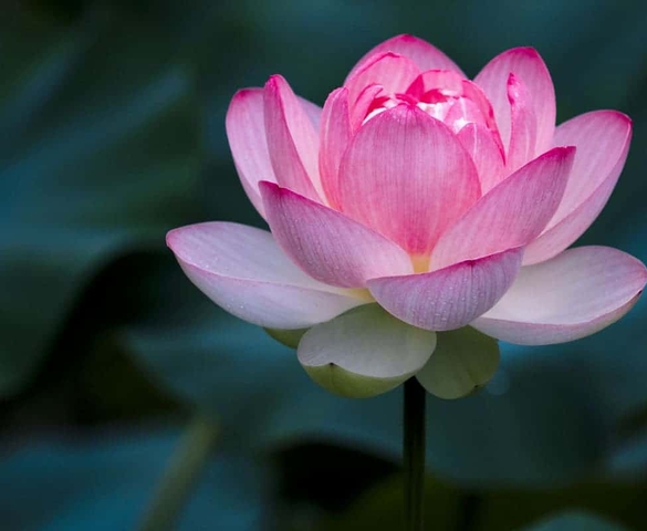 Những ngọn gió thơm hương